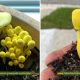 Mushroom Growing in Potted Plant A Fascinating Discovery