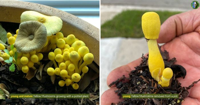 Mushroom growing in potted plant